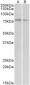 DAG1 Antibody (internal region)